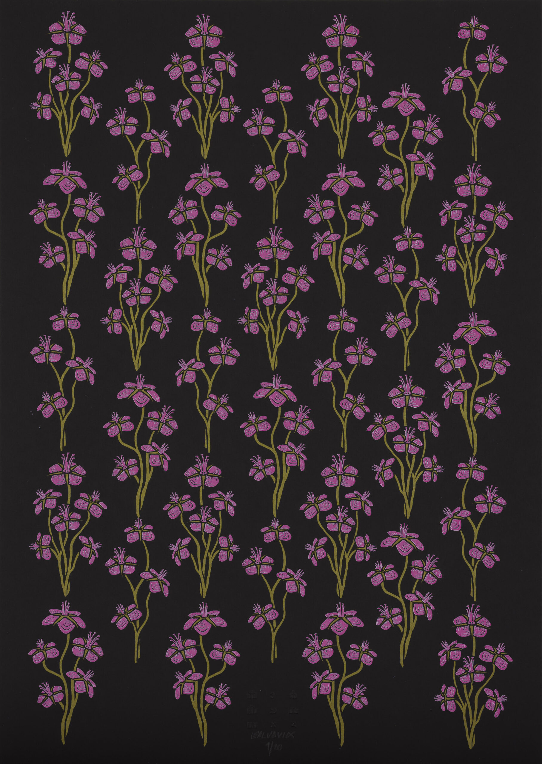 Lealudvik: Potentilla nitida