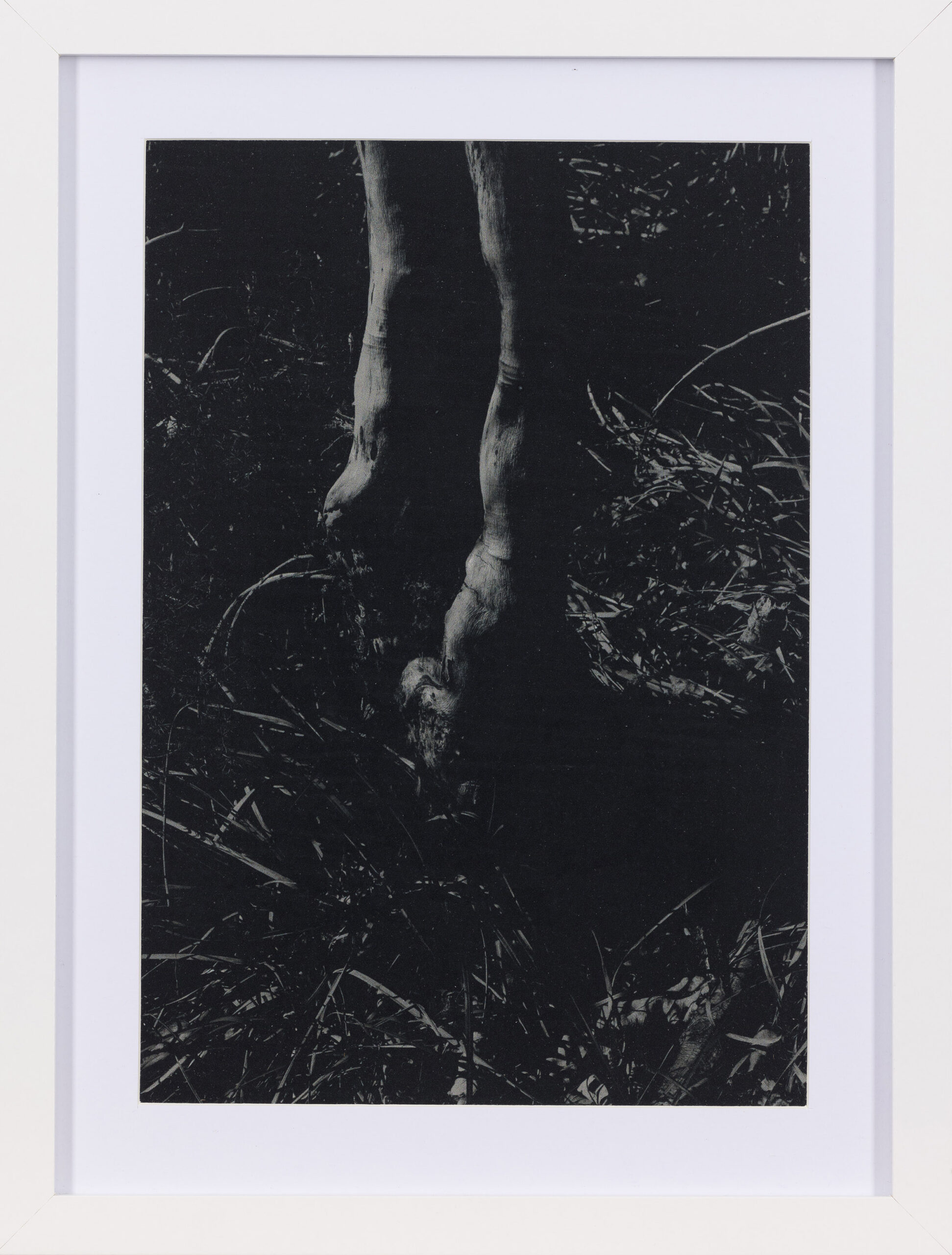 Mojca Radkovič: Ujeti repatico (z okvirjem)