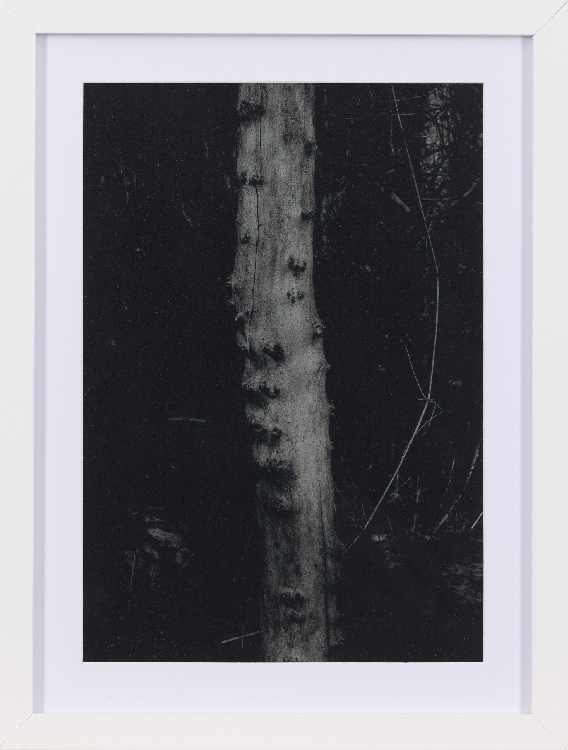 Mojca Radkovič: Ujeti repatico (z okvirjem)