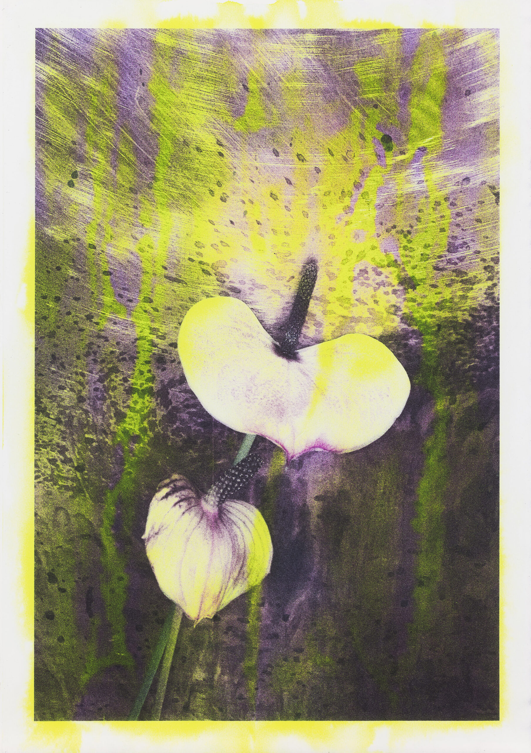 Asiana Jurca Avci: Neon Calla