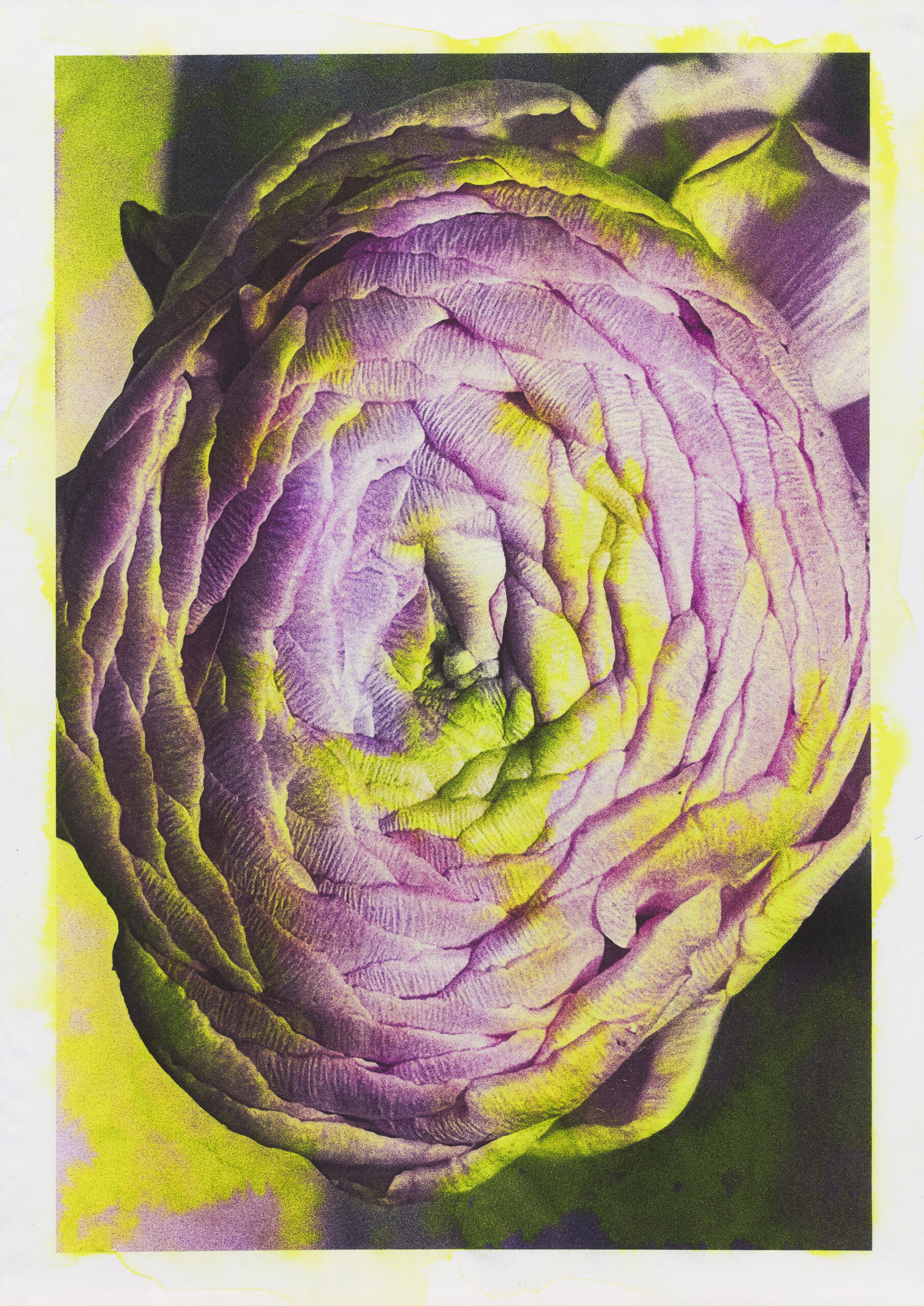 Asiana Jurca Avci: Neon Peony