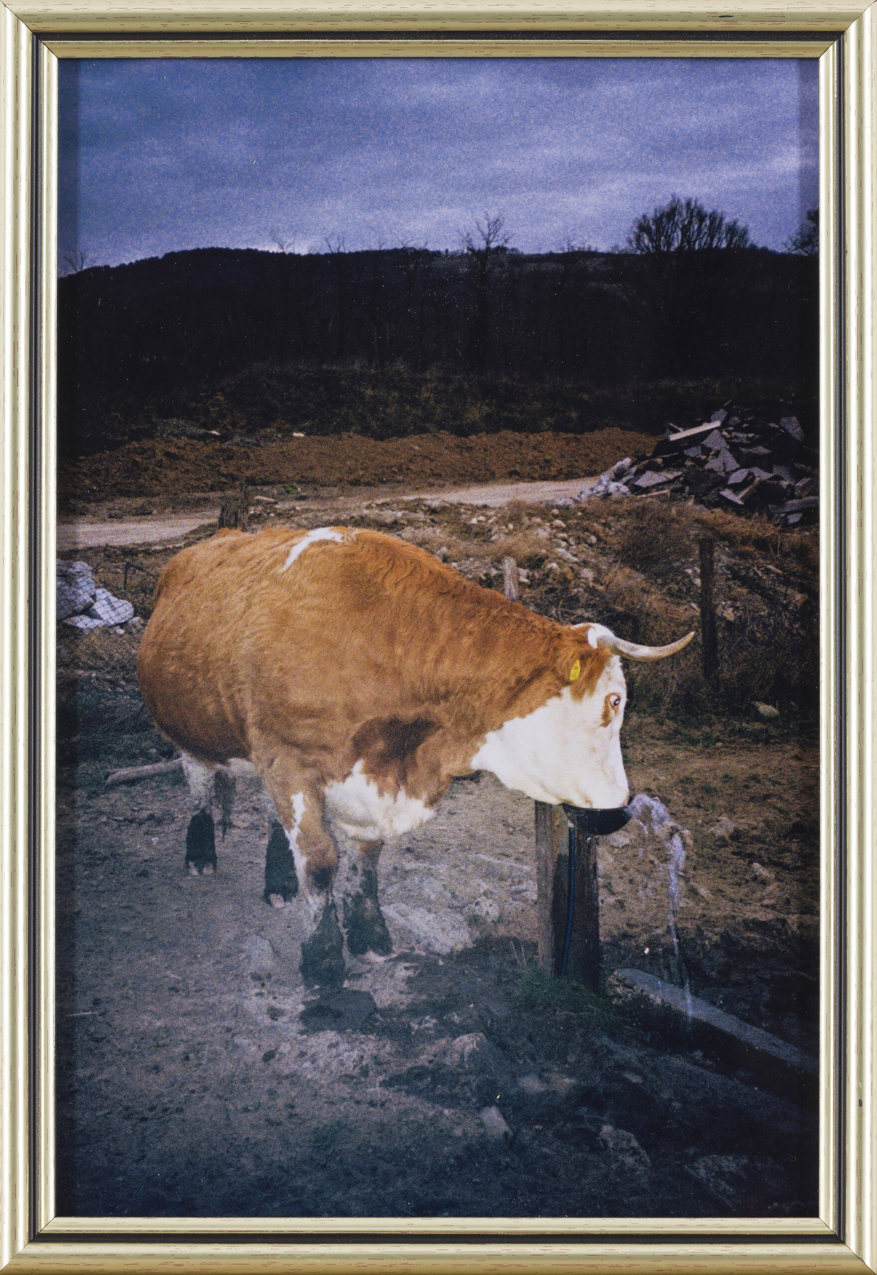 Lara Deotto Bat: voda se nikoli ne upraša, kdo jo pije (z okvirjem)