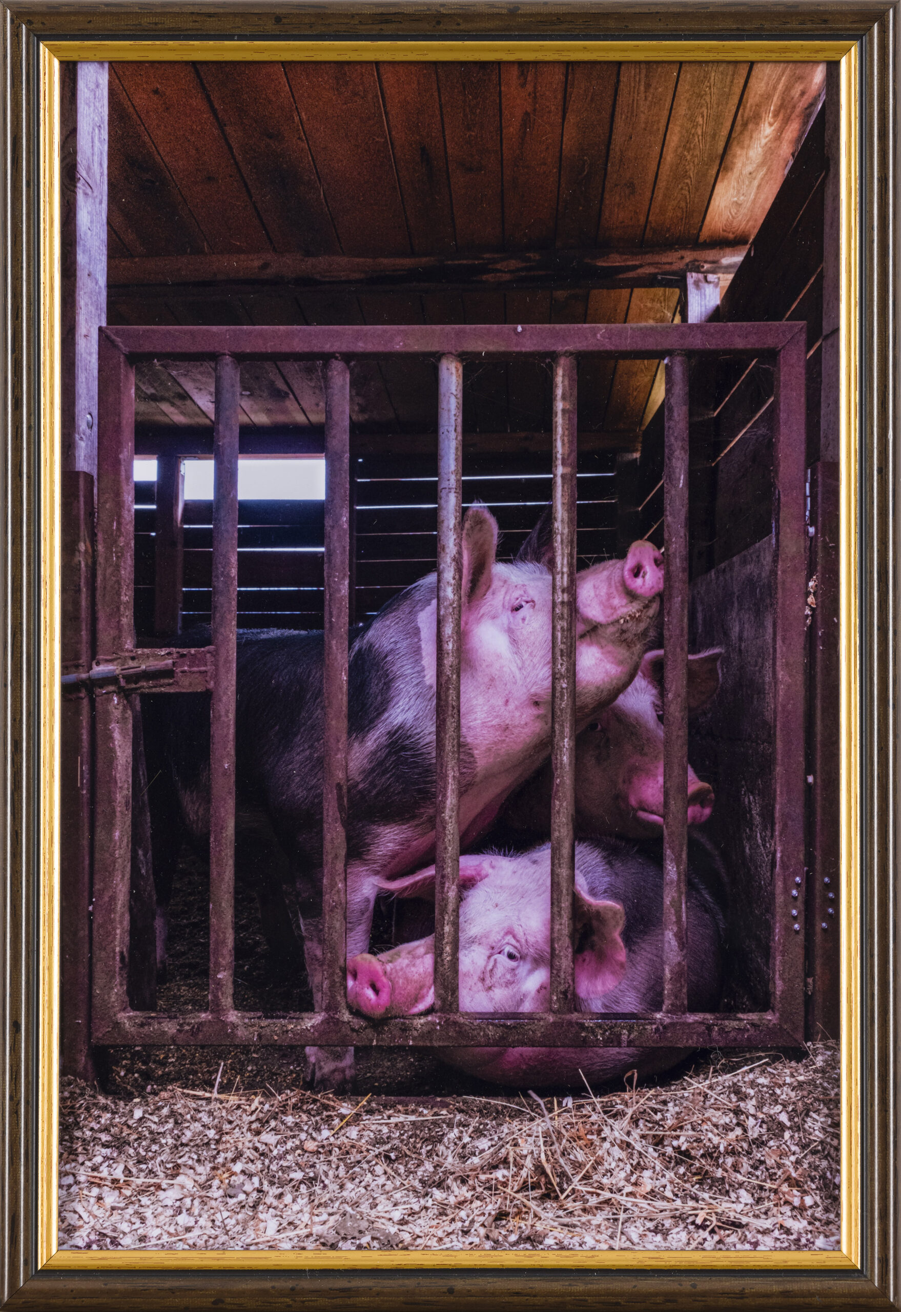 Lara Deotto Bat: volk je slaba ideja, ni prostora za sanje iz slame (z okvirjem)