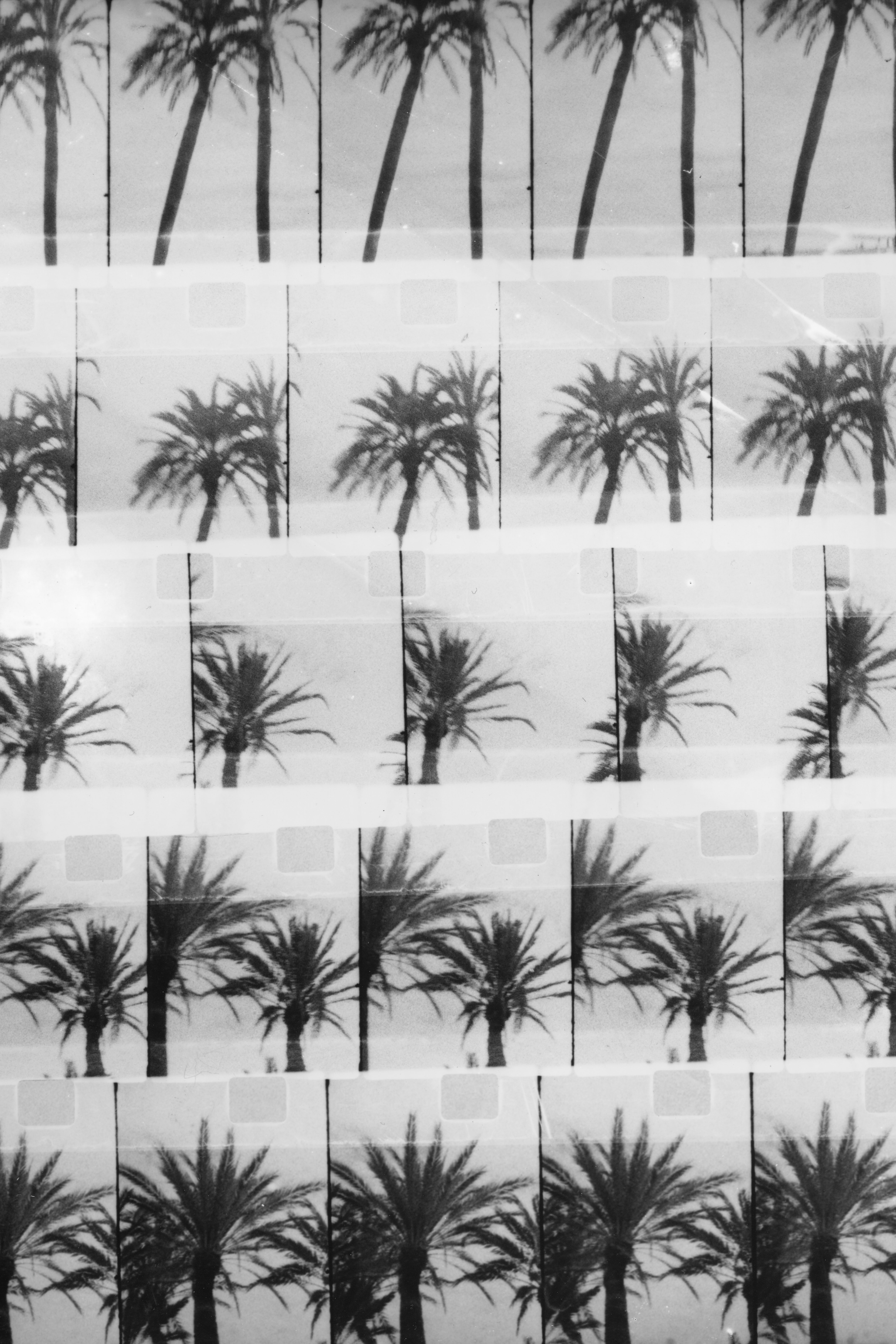 Iva Suhadolnik Gregorin: Palme