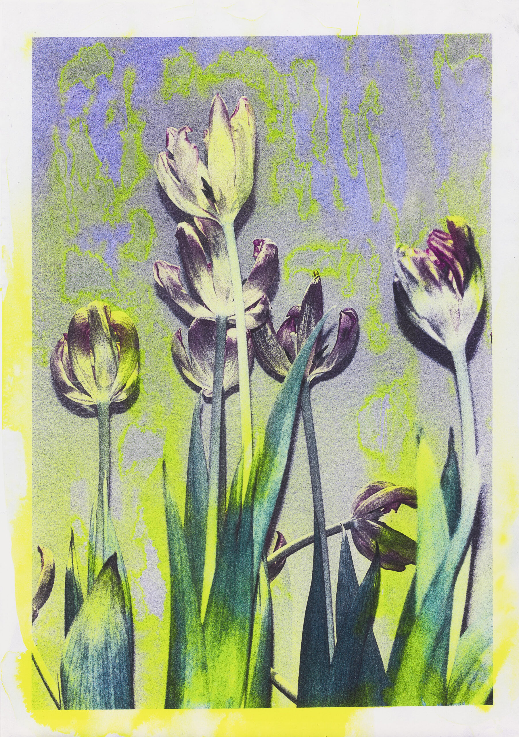 Asiana Jurca Avci: Neon Tulips