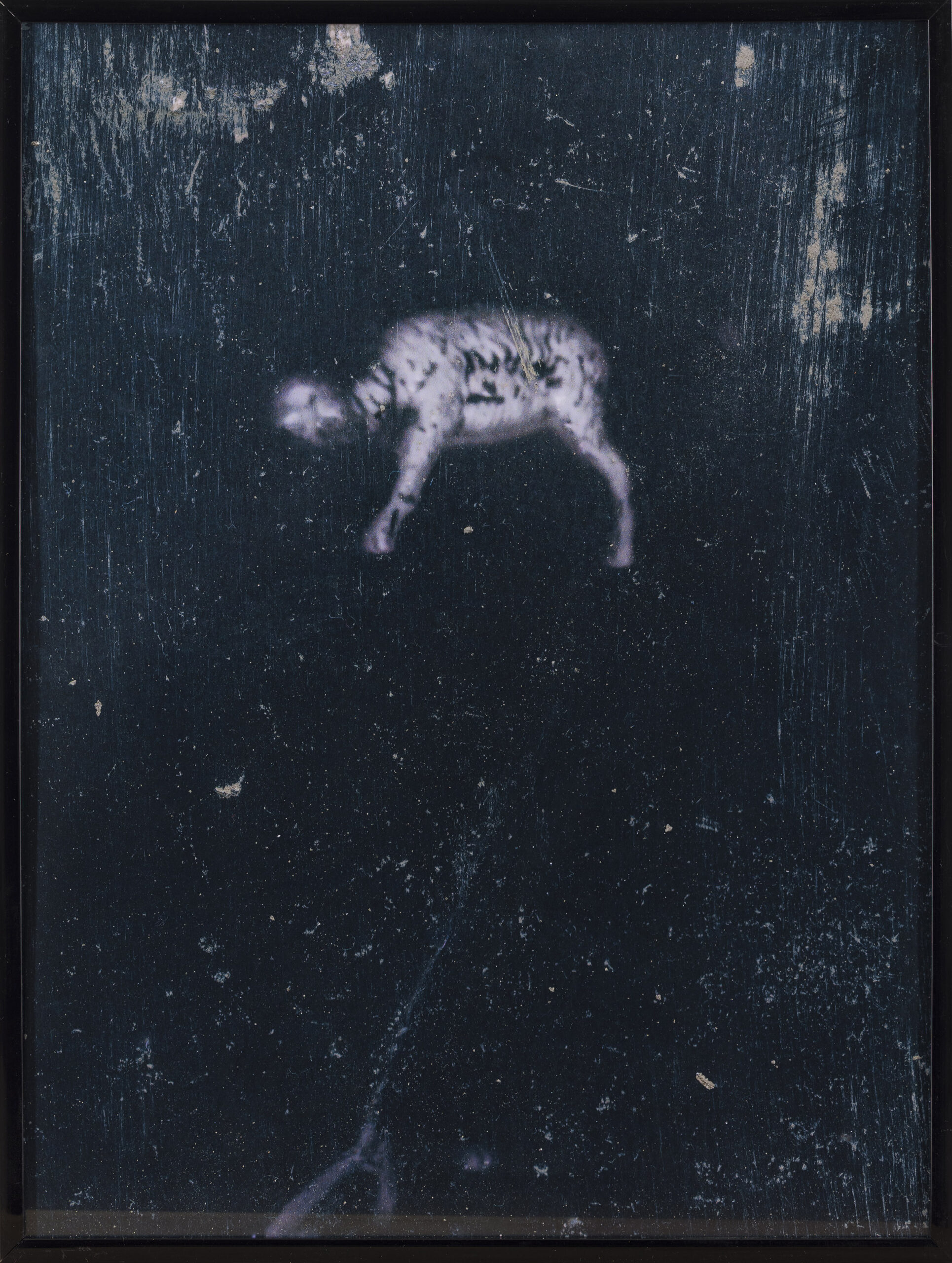 Andraž Zalokar: Phantasmagoria (z okvirjem)