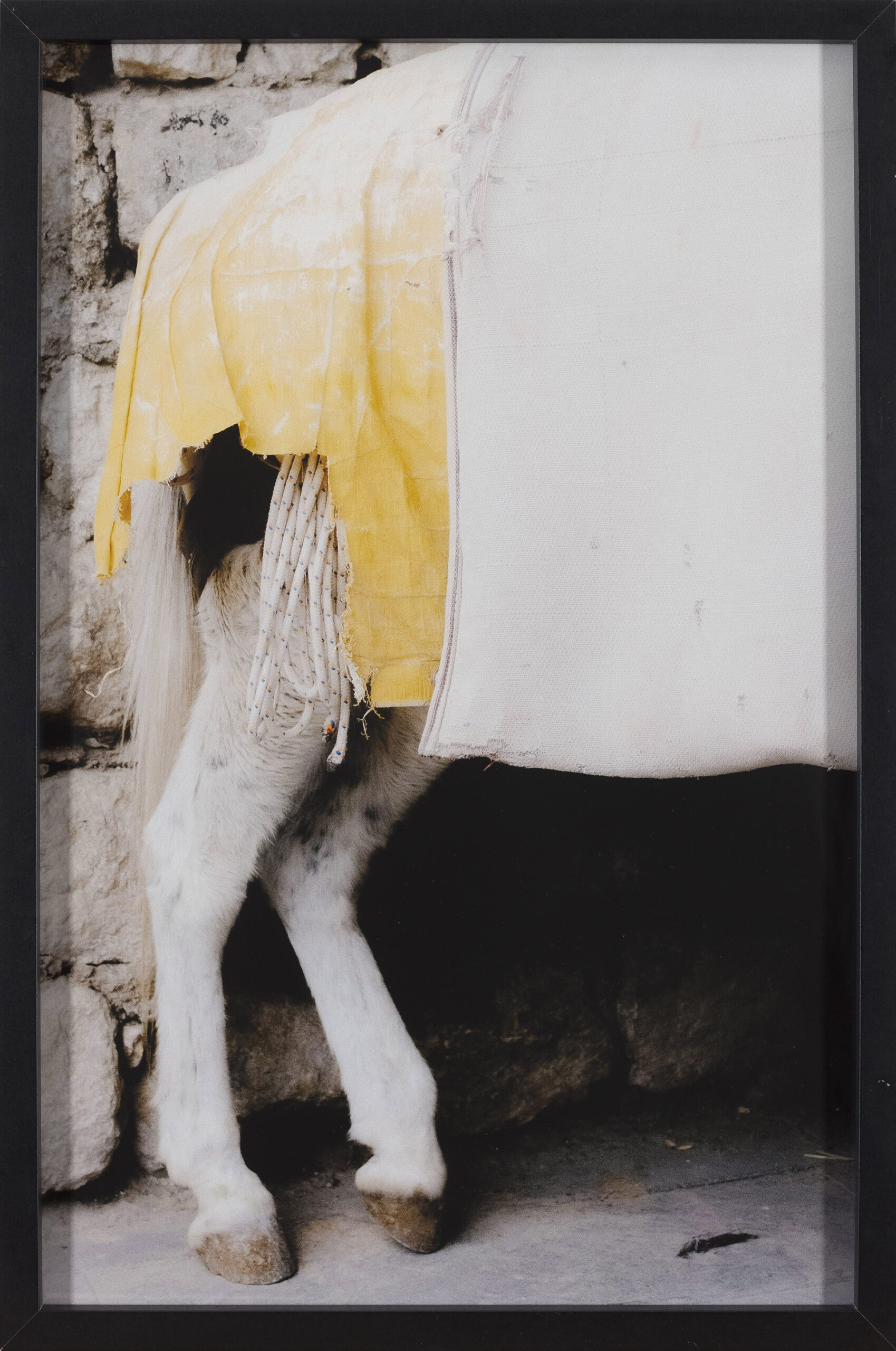 Erik Contreras Mencigner: Mardin Donkey (z okvirjem)