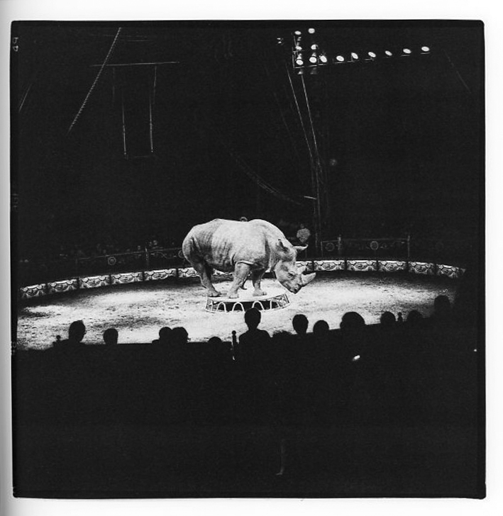 Jože Suhadolnik: Cirkus (Rostfrei Publishing) - slika 3