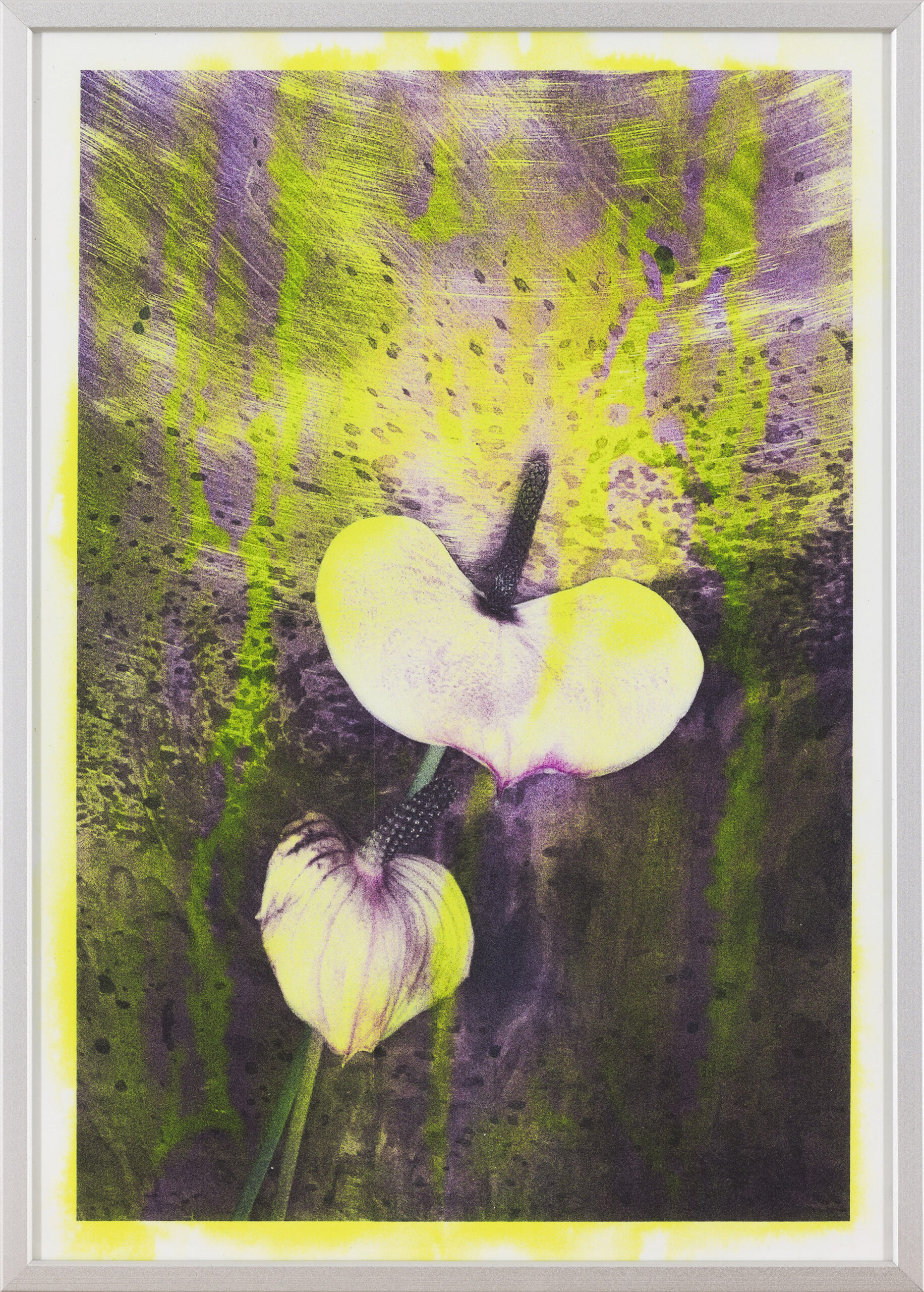 Asiana Jurca Avci: Neon Calla (z okvirjem)