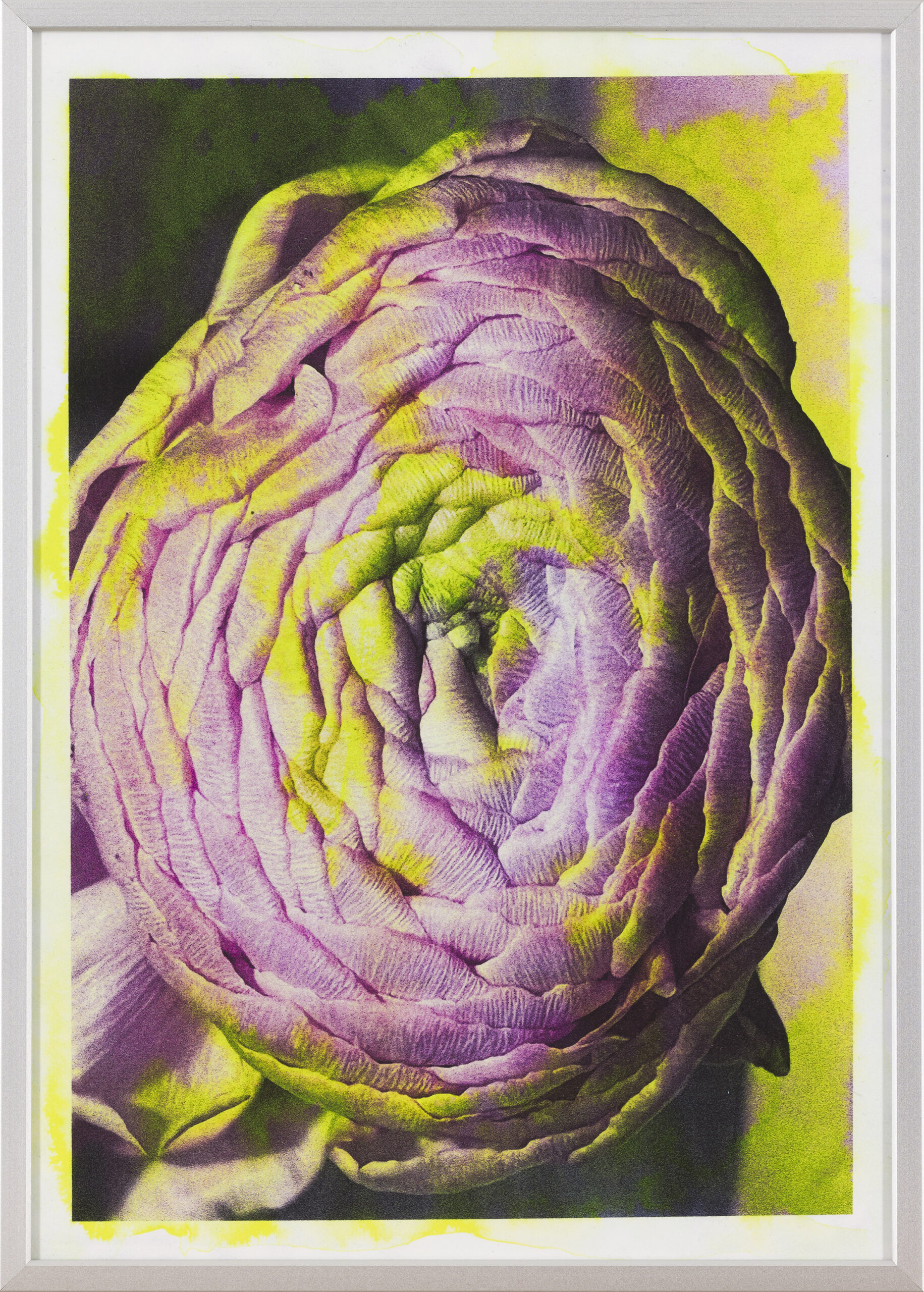 Asiana Jurca Avci: Neon Peony (z okvirjem)