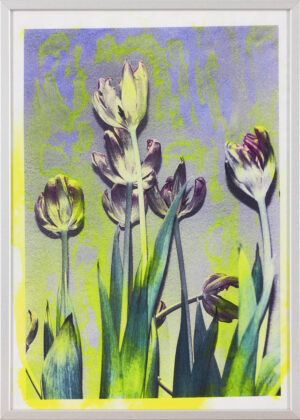 Asiana Jurca Avci: Neon Tulips (z okvirjem)