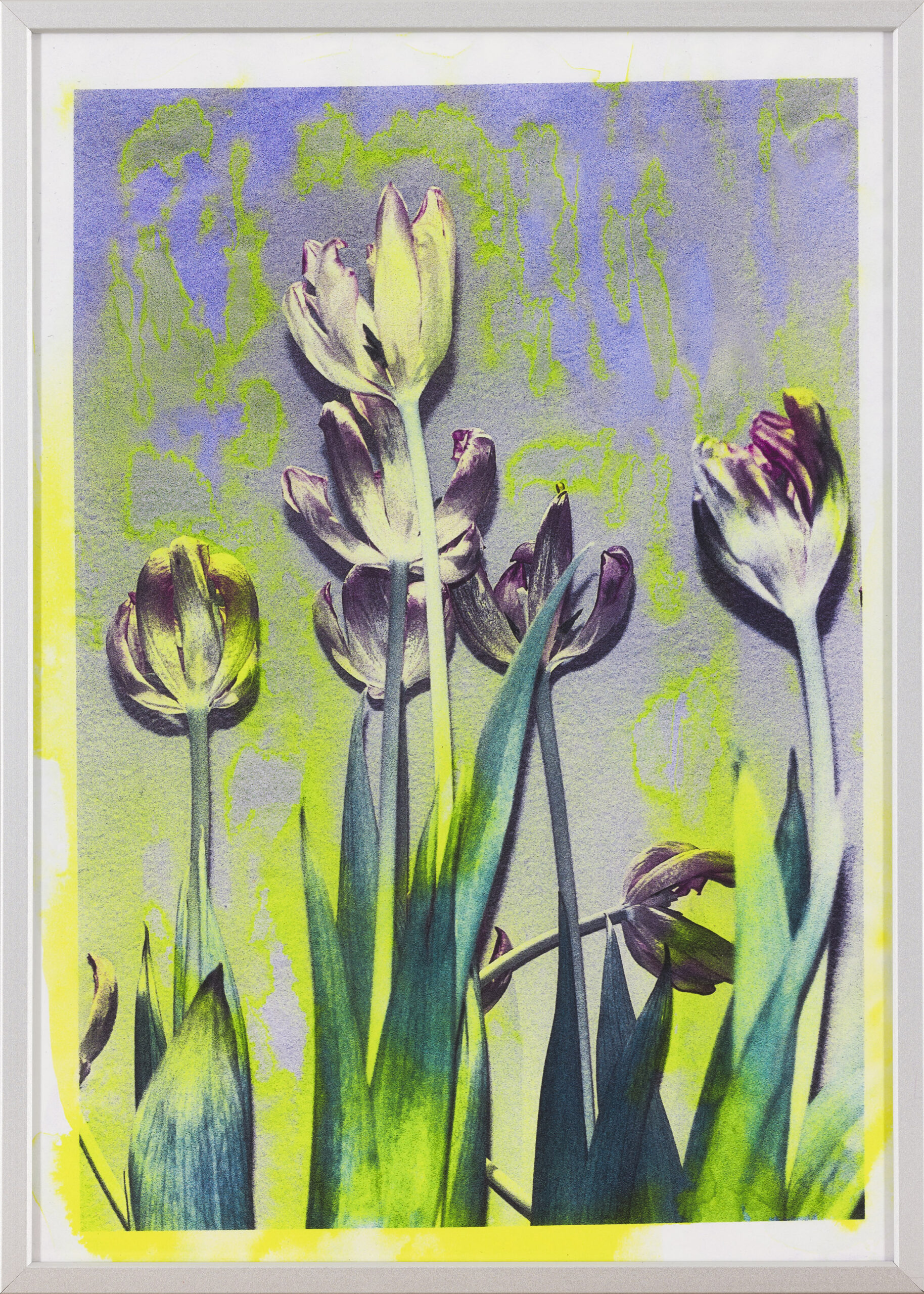 Asiana Jurca Avci: Neon Tulips (z okvirjem)