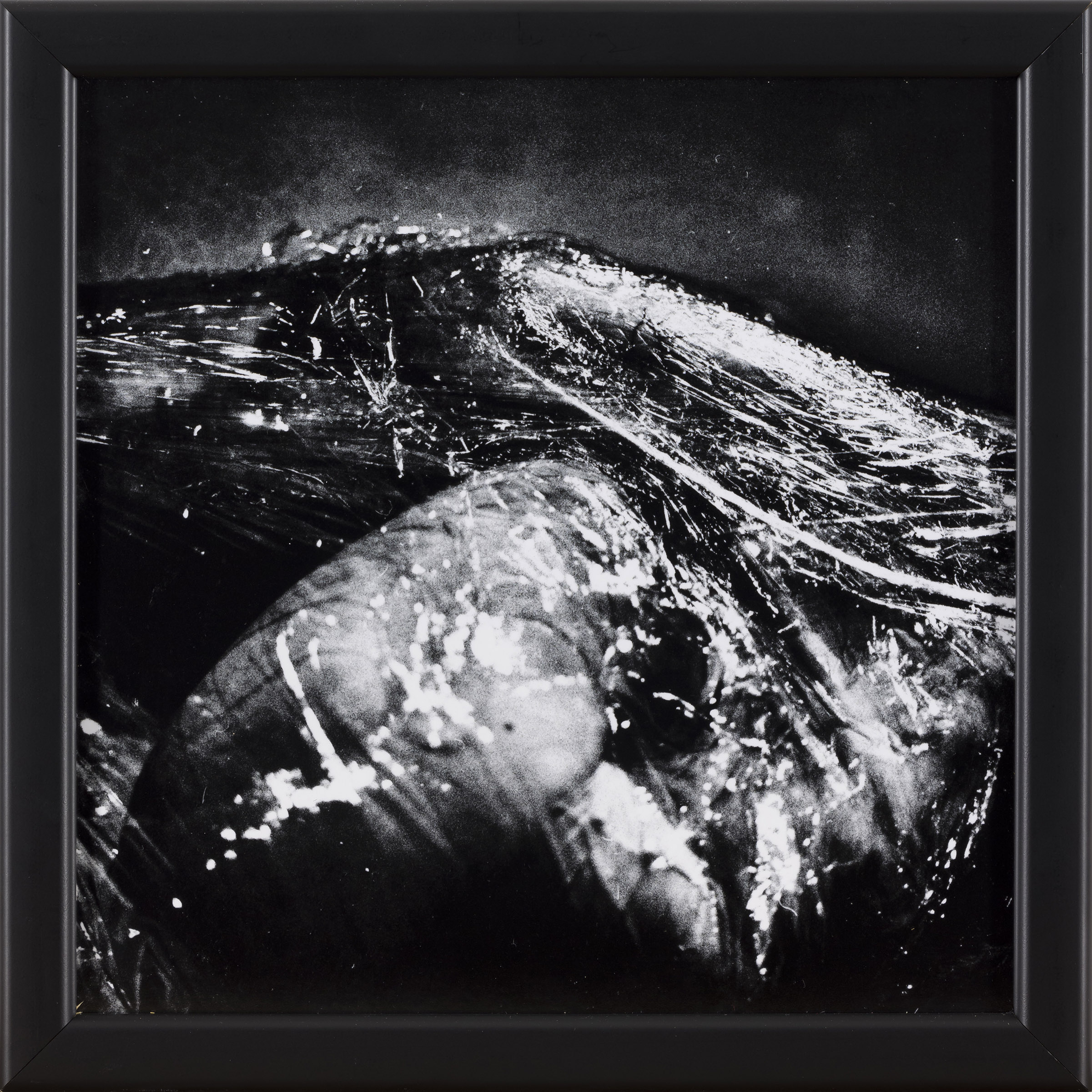 Ema Širec: Brez naslova II - iz serije Meat (z okvirjem)