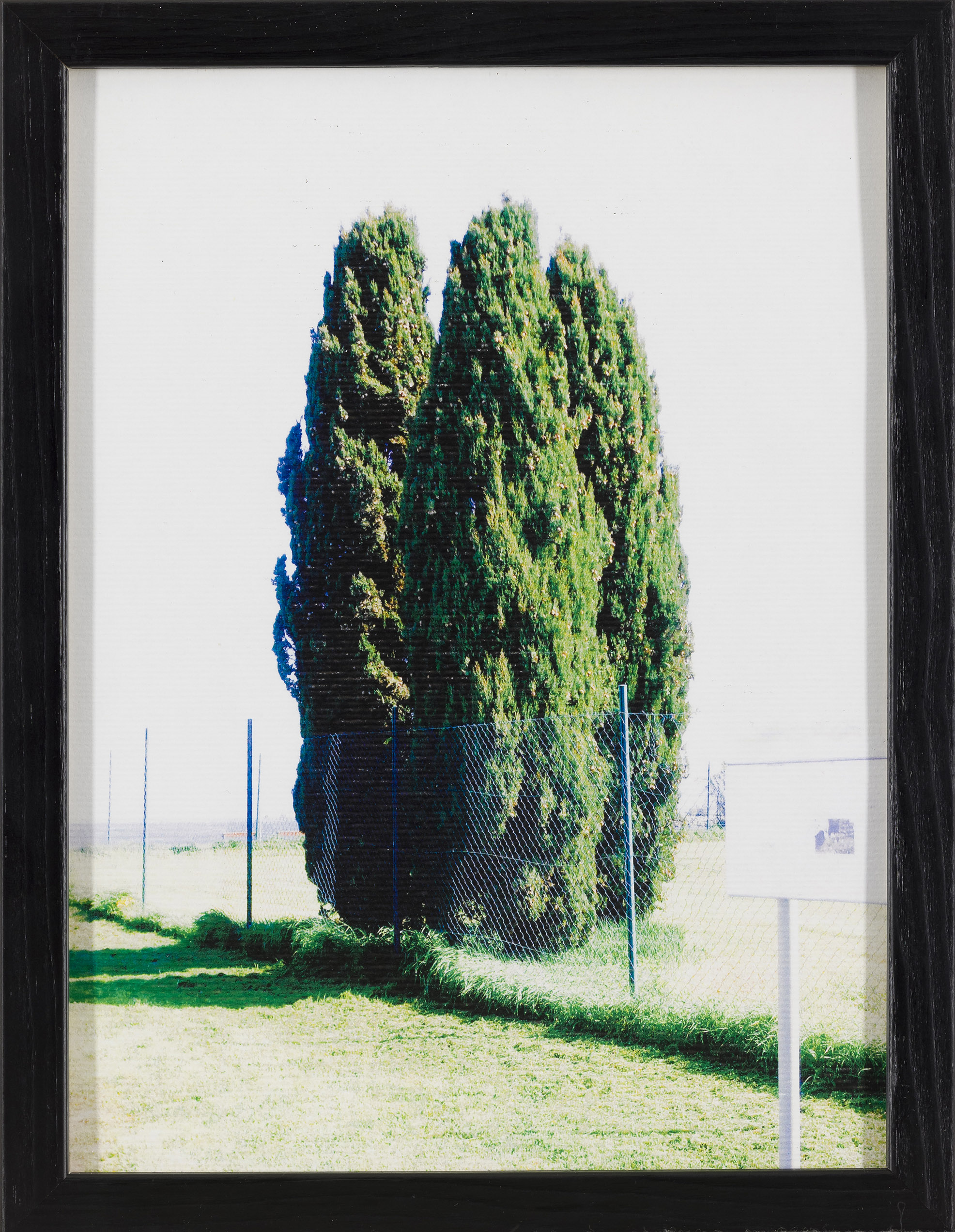 Julija Dodič: Ciprese (z okvrijem)