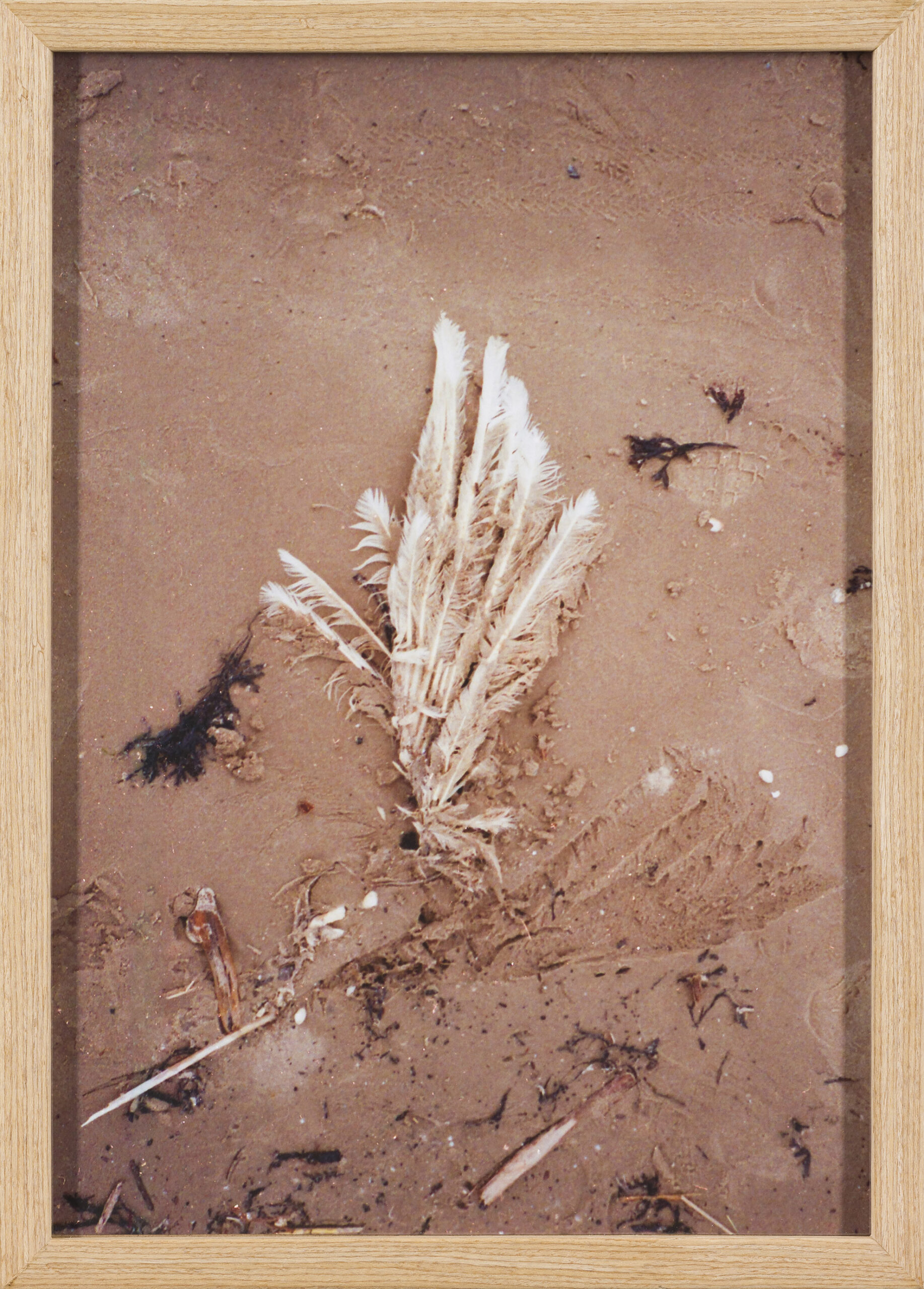 Mojca Radkovič: Guided by angels (z okvirjem)